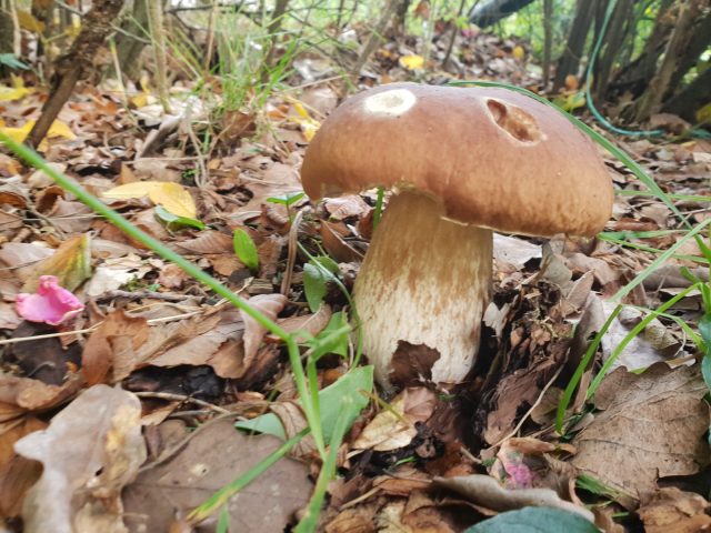 les champignons, balade-cueillette et exposé