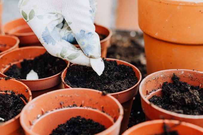 Troc de plantes et de graines