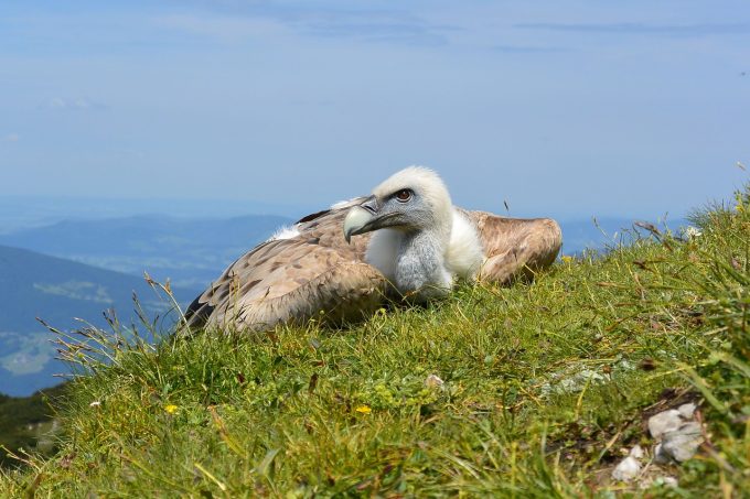 Vautour