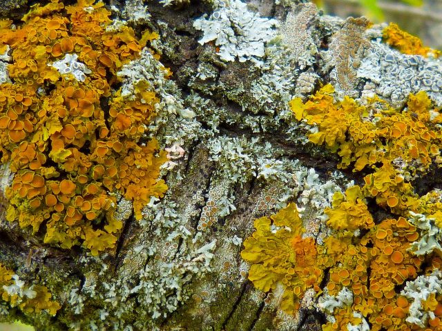 Lichens