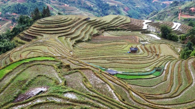 Rizières au Nord-Vietnam