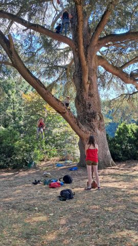 Grimpe dans les arbres_Le Cheylard