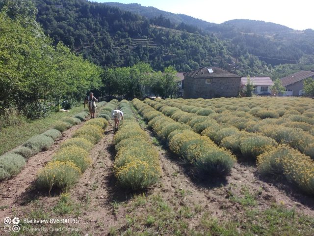 Visite d’une distillerie de plantes aromatiques et médicinales !_Saint-Agrève